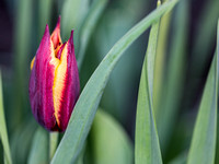 Tulip Blooming