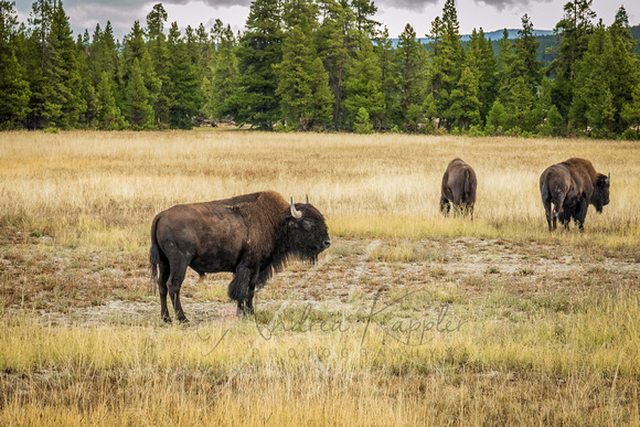 Bison