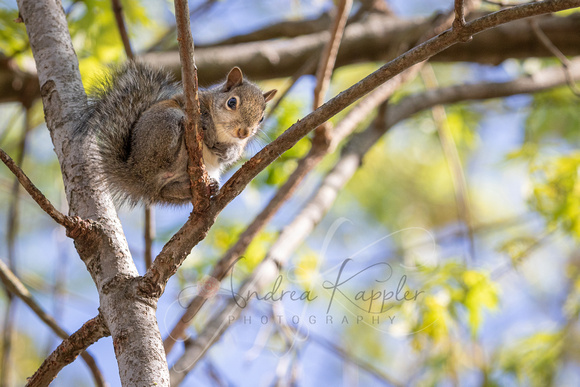 Eastern Gray Squirrel