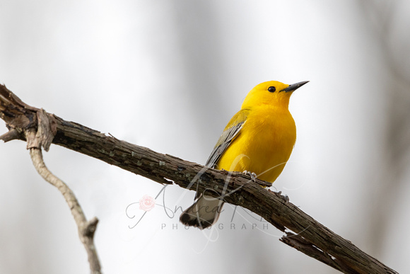 Prothonotary Warbler