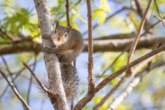 Eastern Gray Squirrel