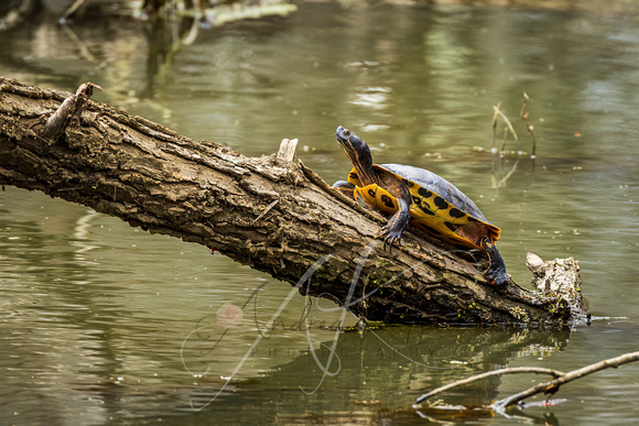 Yellow-eared Slider