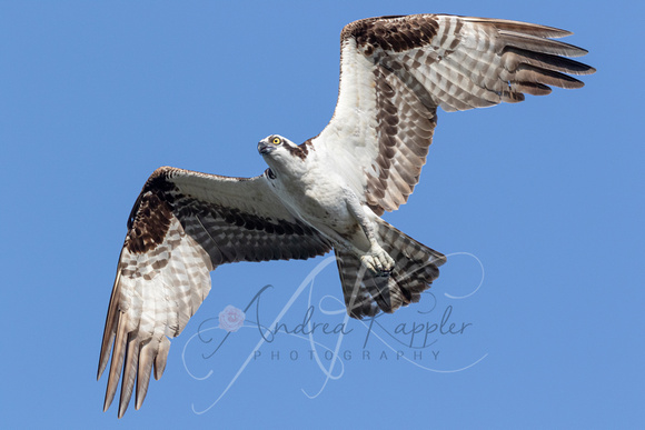 Osprey