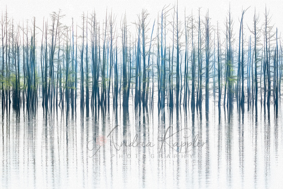 Bald Cypress Trees, Hovey Lake FWA