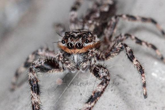 Tan Jumping Spider