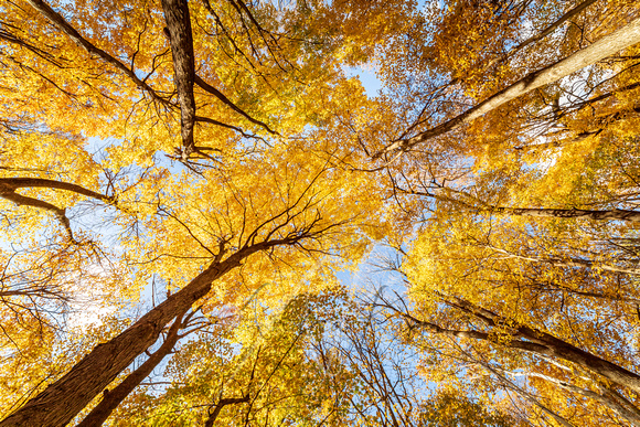 Autumn Tree Canopy