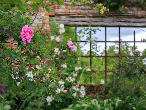 British Rose Garden