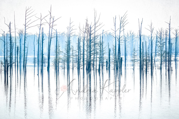 Bald Cypress Trees, Hovey Lake FWA