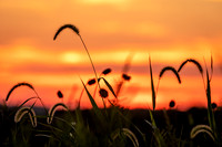 Sunset Grasses