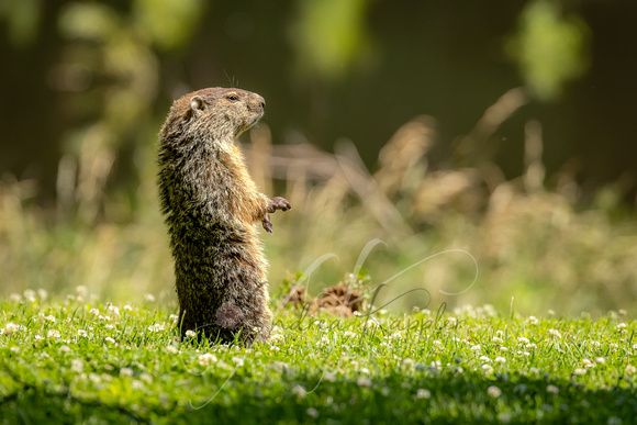 Groundhog