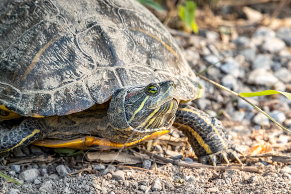 Red-eared Slider