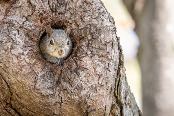 Eastern Gray Squirrel